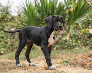bébé pointer anglais âgé de 2 mois