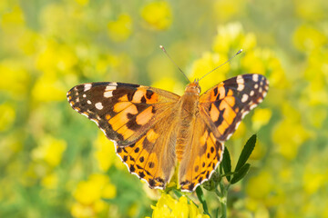 Painted Lady butterfly sitting on yellow flower