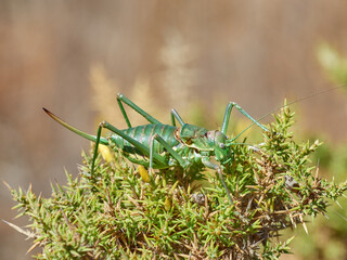 Armoured Ground Crickets. Genus Steropleurus   