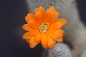 Flor de cactus: Rebutia muscula