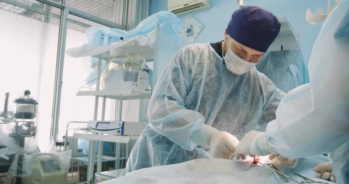 The surgeon performs a ligature on the ligament of the ovary during the operation to sterilize a pet. The surgeon performs the removal of the genital organs of the female under general anesthesia.