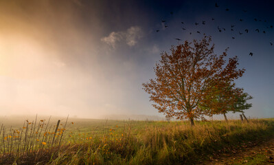 Fototapeta na wymiar an autumnal landscape and fog