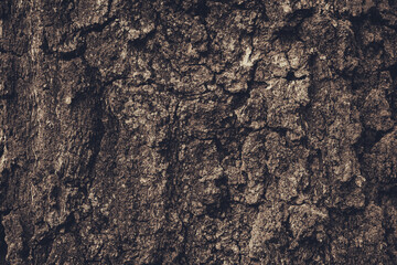 Rough tree bark horizontal format,Texture shot of brown tree bark, filling the frame 