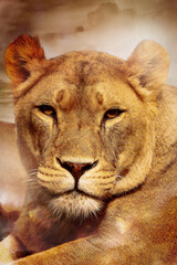 Obraz na płótnie Canvas close up of a lion