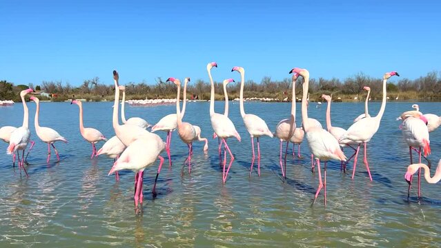 Wild greater flamingos (Phoenicopterus roseus), performing their ritual mating dance, Parc Ornithologique du Pont de Gau, Camargue&rsquo;s Regional Natural Park, Arles, France
