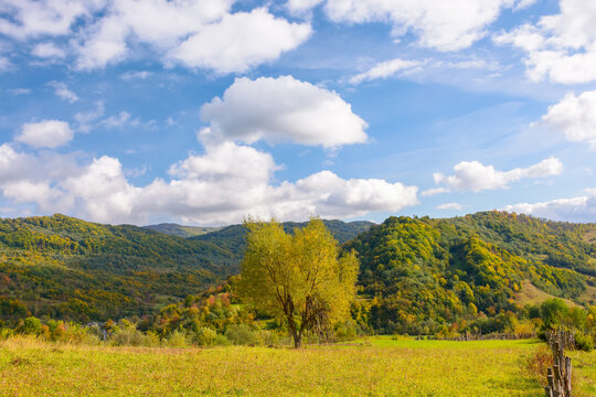 yellow tree in rural landscape. mountainous countryside scenery in early autumn. distant valley and steep hills in fall colors. sunny weather with blue sky and cumulus clouds