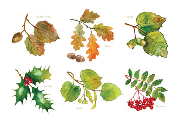 Watercolor drawing of leaves of beech, oak, hazel, acorn, holly, lime, linden, mountain ash, rowan. Vector set of watercolor illustrations of branches and leaves. 