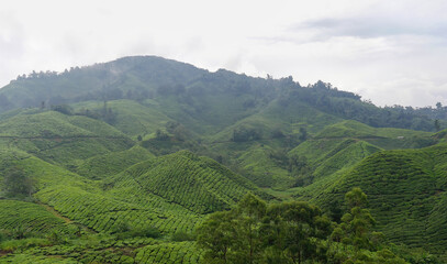 Fototapeta na wymiar Scenic view of tea plantation, Cameron Highlands on a foggy day, Malaysia