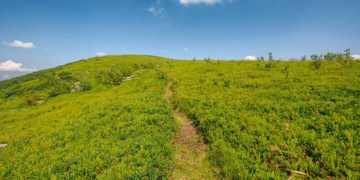 narrow foot path up the grassy hill. summer vacation in carpathian mountains. sunny afternoon weather with green meadow beneath a blue sky with puffy cumulus clouds