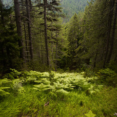 Beautiful dense and dark spruce and pine forest, with ferns and grass vegetation. Pirin mountains near Bansko, Bulgaria.