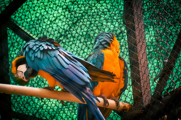 blue and gold macaw