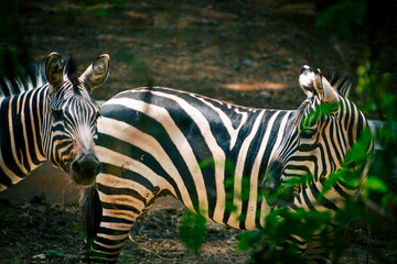 zebra in the zoo