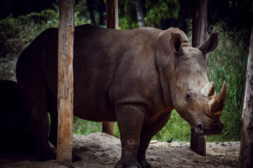 rhino in the zoo