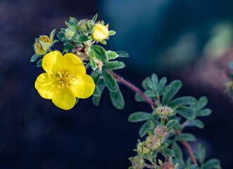 Blooming flower of the cinquefoil bush - obrazy, fototapety, plakaty