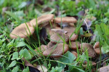 honey fungus mushrooms in the forest on a background of green grass