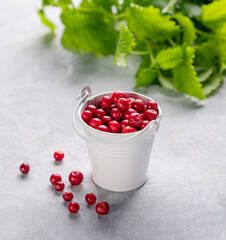 Juicy forest lingonberry in a bucket  on light textured background with mint leaf. Fresh red cowberry.