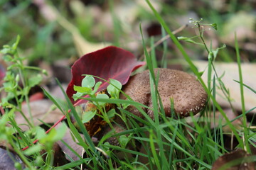 honey fungus mushrooms in the forest on a background of green grass