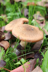 honey fungus mushrooms in the forest on a background of green grass