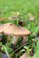 honey fungus mushrooms in the forest on a background of green grass