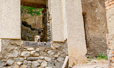 Abandoned animals on the streets of a ruined city, stray dogs near ruined houses. Destroyed and abandoned buildings of the city after the war, bombing, Apocalypse Dead city, ruins, evacuation.