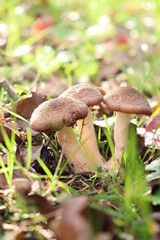 honey fungus mushrooms in the forest on a background of green grass