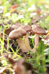 honey fungus mushrooms in the forest on a background of green grass