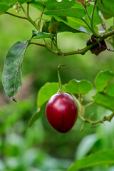 Tomate de árbol - Solanum betaceum