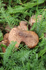 honey fungus mushrooms in the forest on a background of green grass