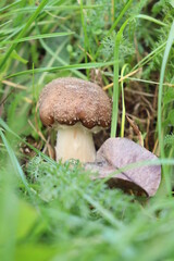 honey fungus mushrooms in the forest on a background of green grass