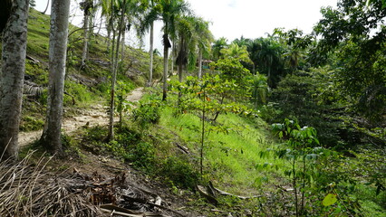 A colorful hut on a hill on the hiking trail Sendero Franklin to the waterfall Salto El Limon in the province of the Samana Peninsula in the Dominican Republic in the month of January 2022