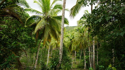 Palm trees next to the hiking trail Sendero Franklin to the waterfall Salto El Limon in the province of the Samana Peninsula in the Dominican Republic in the month of January 2022