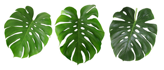 Green monstera leaf set isolated on white background.