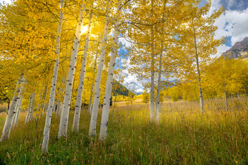 Aspen Trees in Colorado during the fall season