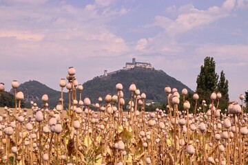 Obraz premium The royal castle Bezdez at the top of the hill at Liberec region, Czech republic