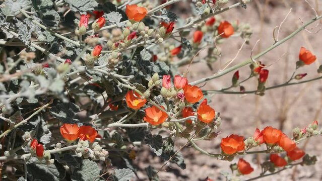Orange flowering determinate cymose panicle inflorescences of Sphaeralcea Ambigua Variety Ambigua, Malvaceae, native monoclinous deciduous subshrub in the San Bernardino Mountains, Summer.