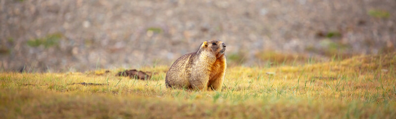 The marmot sits in the grass in the mountains, looks to the side, as if reading your text, studying, showing curiosity, interest. Copy space with place for text. Landscape with wild animals.