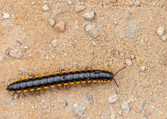 Yellow Spotted millipede moving on a ground