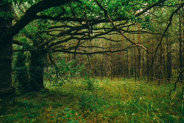 oak forest, fairytale forest