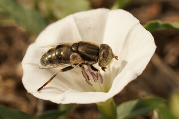 Detailed closeup on a Common lagoon fly , Eristalinus aeneus sitting on a white c onvolvusu flower