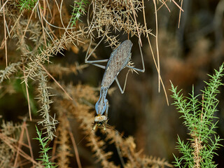 Giant African Mantis. Sphodromantis viridis