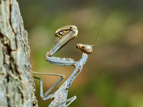 Giant African Mantis. Sphodromantis viridis