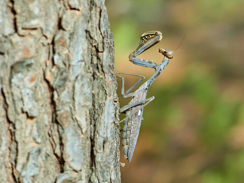 Giant African Mantis. Sphodromantis viridis