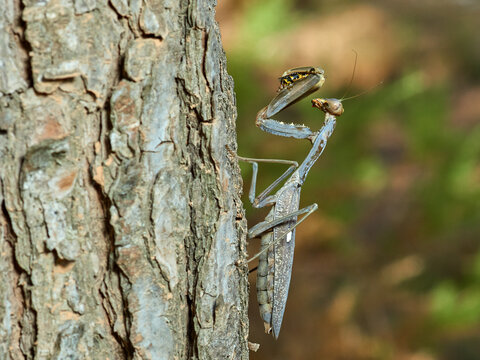 Giant African Mantis. Sphodromantis viridis