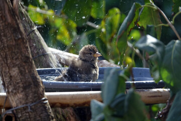 Fototapete bei efototapeten.de bestellen   