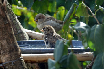 Fototapete bei efototapeten.de bestellen   