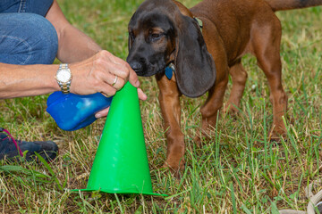 sniffer dog sniffs on a cone - obrazy, fototapety, plakaty