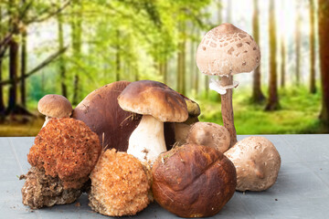 Edible forest mushrooms in autumn. Selective focus on different types of mushrooms such as porcini, chestnuts and parasols on a table over blurred forest.