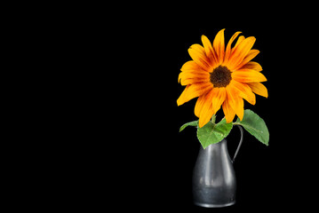 A sunflower in a  vase on a black background.