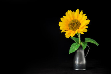 A sunflower in a  vase on a black background.