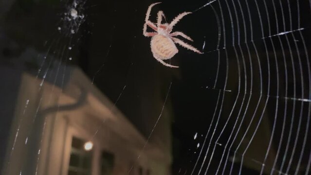 The spider is one of the symbols of Halloween. Images of a spider at this time are hung on houses and fences. During the day, many spiders catch insects, and at night they repair the web. California.
